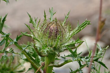 Silver thistle (Carlina acaulis) close-up