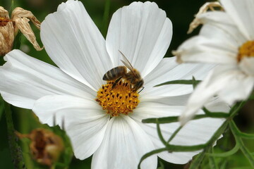 Western honey bee (Apis mellifera) white flower