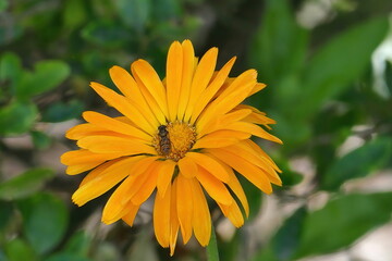 Marigold, garden marigold (Calendula officinalis) close-up