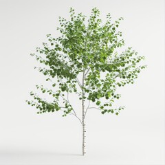 Obraz premium A poplar tree with its tall, straight trunk and fluttering leaves, set against a clean white backdrop