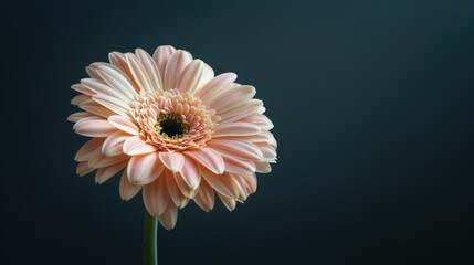 Close-up of a light pink gerbera flower with a dark natural background. Leave space for text