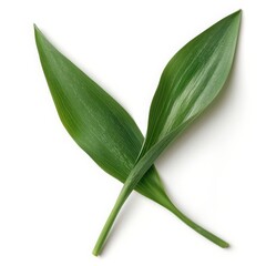 Obraz premium A tulip leaf with its smooth, lanceolate form and deep green color, isolated on a pristine white background