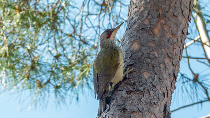 Picus Sharpei iberian colorful woodpecker species on a trunk climb at the Madrid urban woods