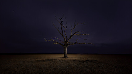 a dead tree in a field at night