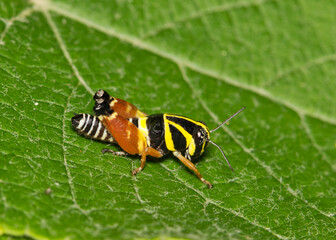 Aztec spur-throat grasshopper Aidemona azteca insect leaf nature pest control.