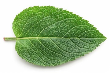 Obraz premium A zinnia leaf with its oval shape and slightly rough texture, isolated on a white background