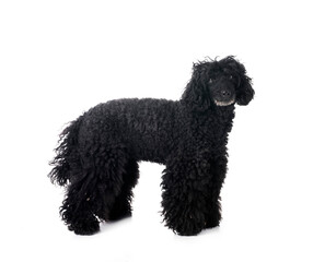 poodle in studio