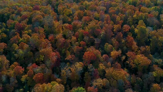 An aerial drone shot flying over a forest and pond in rural Ontario at sunrise during a colourful fall