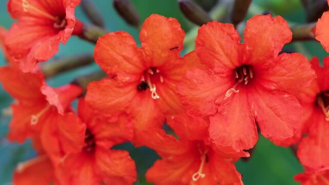 Ziricote Cordia Dodecandra flowering tree with orange flowers in Mexico.