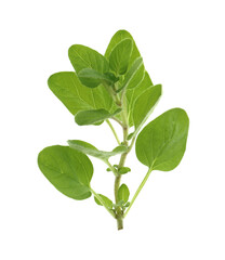 Obraz premium Sprig of fresh green oregano isolated on white