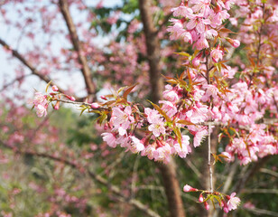 Thai Cherry blossom 