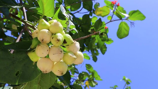 Ziricote Cordia Dodecandra flowering tree with white fruits in Mexico.