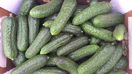Lots of green cucumbers on the counter in the market. Food photography template.