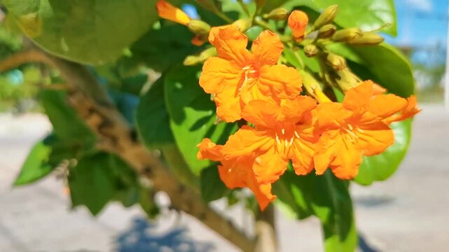 Ziricote Cordia Dodecandra flowering tree with orange flowers in Mexico.