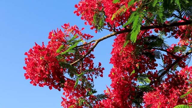 Beautiful tropical flame tree red flowers Flamboyant Delonix Regia Mexico.
