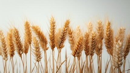 "Create a Minimalist Image Featuring Golden Wheat Stalks Against a Simple Background, Highlighting Natural Beauty and Simplicity"