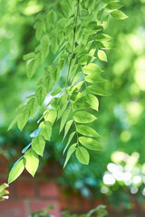 Obraz premium Green leaves background. Selective and soft focus. Copy space. 