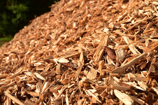 Wood chip wooden chips a pile of recyclated fuel