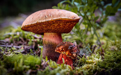 Autumn season for collecting edible mushrooms.
