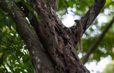 Obraz premium Squirrel on a dead tree in 
