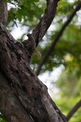 Squirrel on a dead tree in 