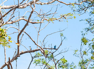 two kingfishers in a tree against the sky in 