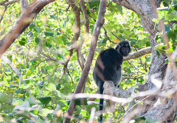 Primate Trachypitecus Auratus in a tree against in 