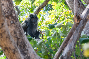 Primate Trachypitecus Auratus in a tree against in 
