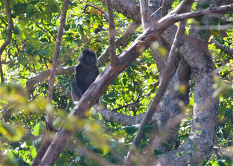 monkey, primate, nature, Trachypitecus, Auratus, animal, branches, tree, green, free, national park, black, very long tail, Java, jungle