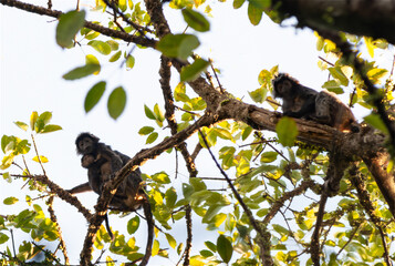 javan langur, two females with their baby  (Trachypitecus Auratus) on the branches of a large tree full of fruits in 