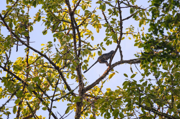 Primate Trachypitecus Auratus in a large tree full of fruits against the blue sky in 