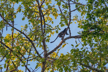 Primate Trachypitecus Auratus in a large tree full of fruits against the blue sky in 