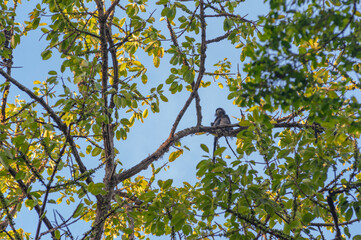 Primate Trachypitecus Auratus in a large tree full of fruits against the blue sky in 