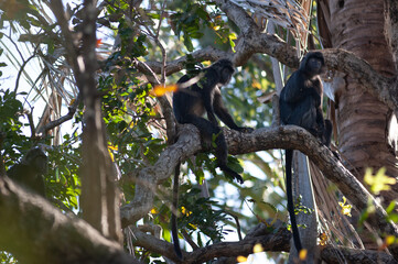 Two Javan langur Trachypitecus Auratus on the branches of a large tree in 