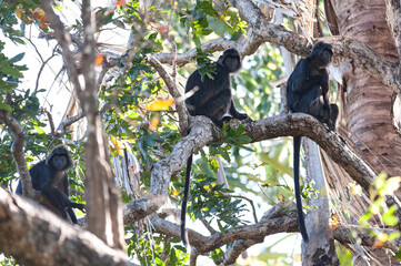 Two Javan langur Trachypitecus Auratus on the branches of a large tree in 
