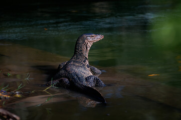 The Asian water monitor (Varanus salvator) is a large varanid lizard native to South and Southeast...