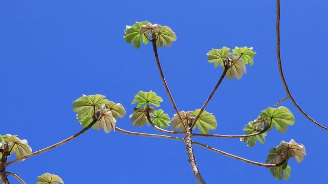 Cecropia Yagrumo trumpet tree in tropical jungle in Mexico.