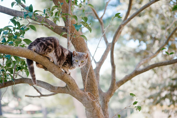 Cat climbing a tree branch