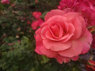 A close-up of a single pink rose in bloom, surrounded by green leaves