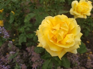 A close-up of a vibrant yellow rose blooming in a garden, showcasing its delicate petals