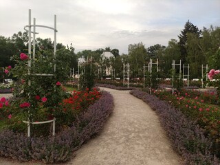 A gravel path winds through a rose garden, lined with blooming pink roses and lavender plants