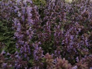 Obraz premium Blooming purple catnip flowers in a garden during summertime