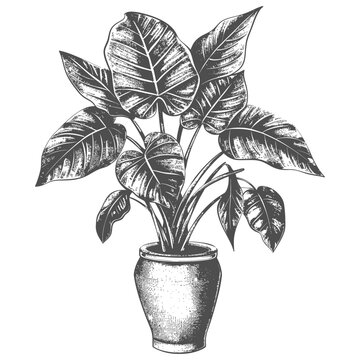 Botanical Illustration: Caladium Plant in Terracotta Pot, Vintage Engraving Style