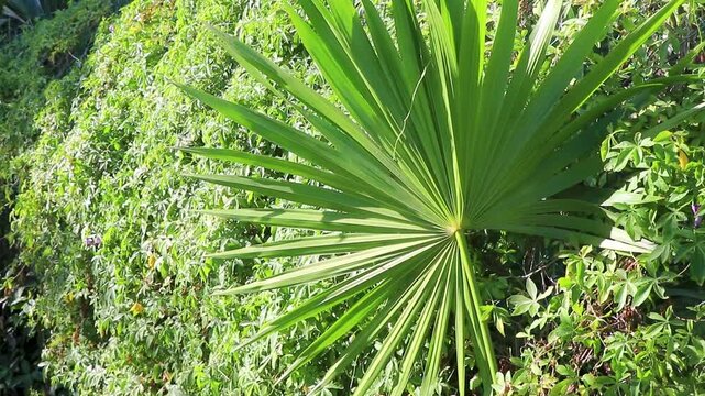 Tropical green exotic Caribbean Maya Chit palm palms rainforest Mexico.