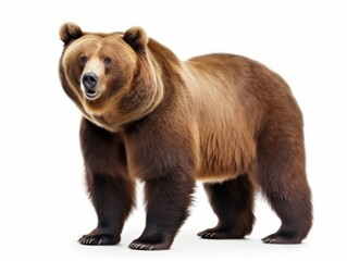 Fototapeta premium Majestic Brown Bear Isolated on White
