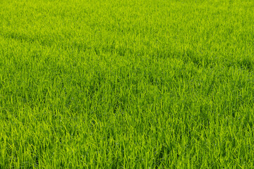 Green rice field texture background.