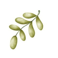 green olives on white background