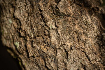 Tree bark texture, high gain tree texture