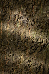 Tree bark texture, high gain tree texture
