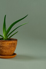 Aloe Vera displayed in clay pot.